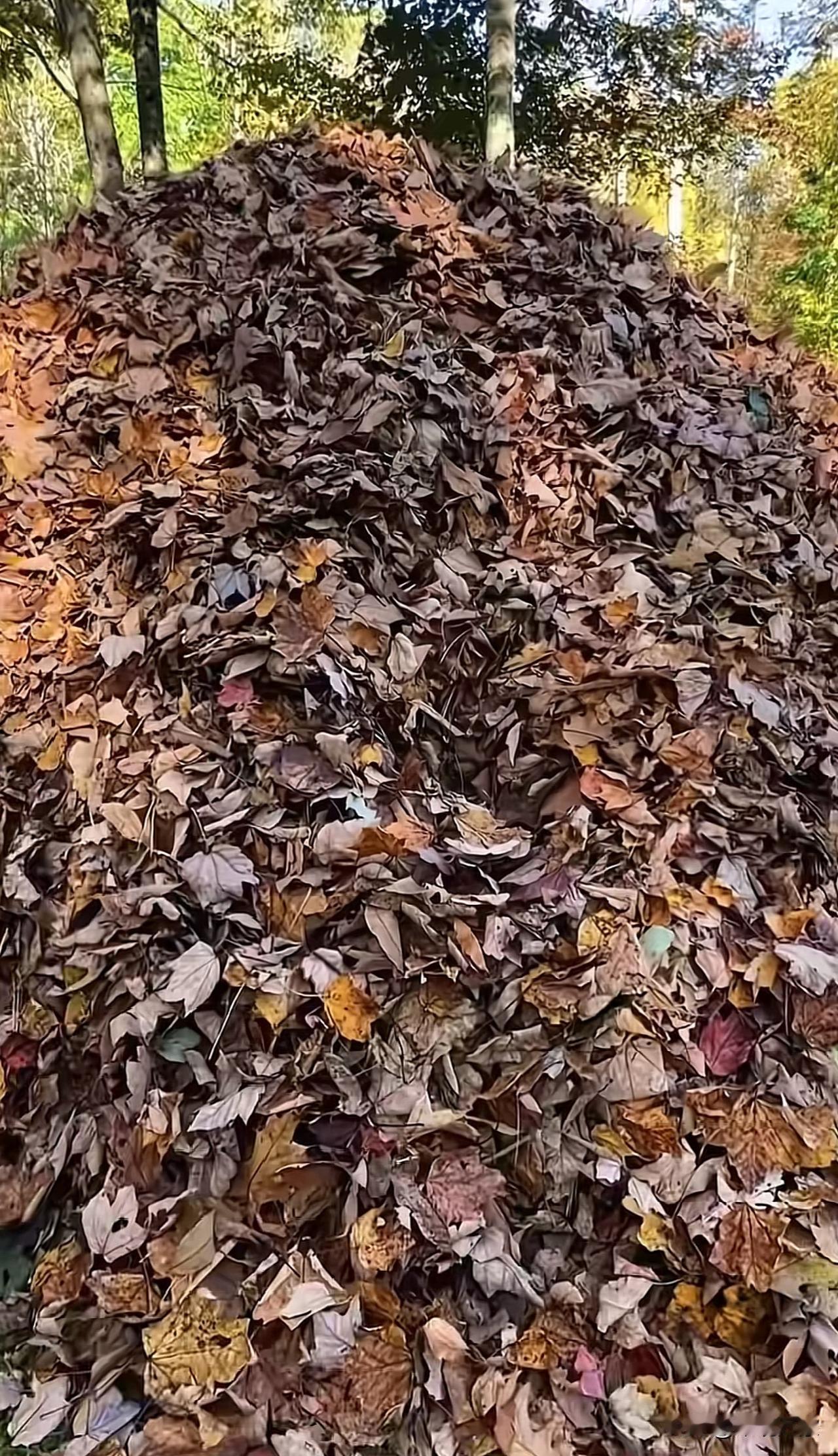 别以为你们躲到树叶里，我就找不到你俩了狗子