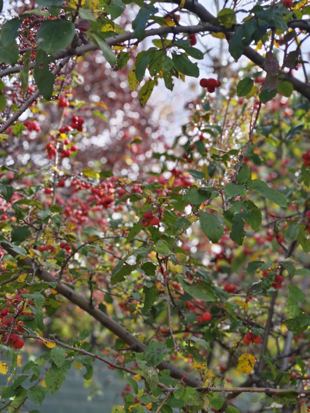 深秋的风裹着桂香掠过枝桠，我仰头撞见满树红果坠在叶间，像揉碎的霞色滚落在翡翠里。