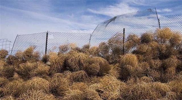 为什么风滚草在美国泛滥成灾，可是在中国却活不过成年？一位60多岁的农户说：风滚草