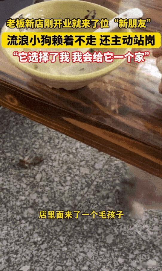 一位大哥新开了一家面馆，然后就来了一位特殊的客人，一只流浪狗，它很乖，来了就不走