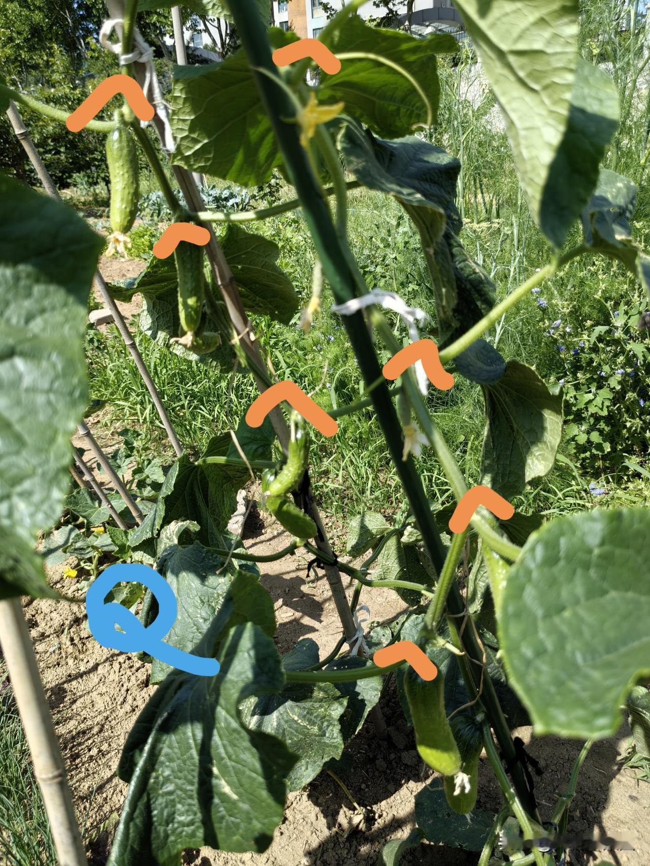 小园自种自吃，黄淮流域种两季黄瓜，从6月到10月，就会一直有黄瓜吃。两季黄瓜