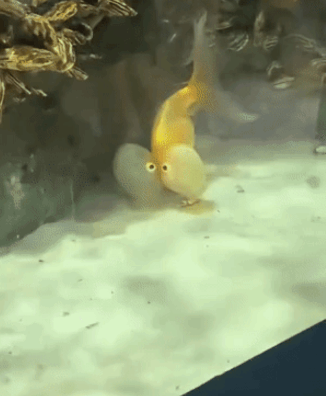 原以为是秀恩爱，看了半天才发现原来也是一条单身狗