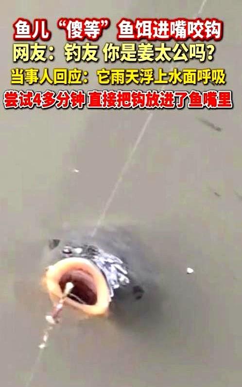 “这就是命啊！”6月19日，河南郑州，一男子在桥下钓鱼，随手将鱼竿放进水中，谁料