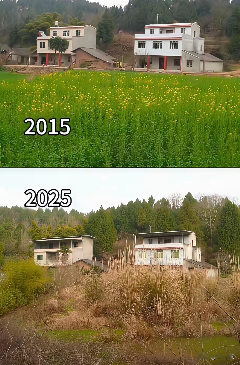 农村田一定要有人耕耘，没人耕耘。房子也跟着寂寞了。如果你家门口有一块田。没