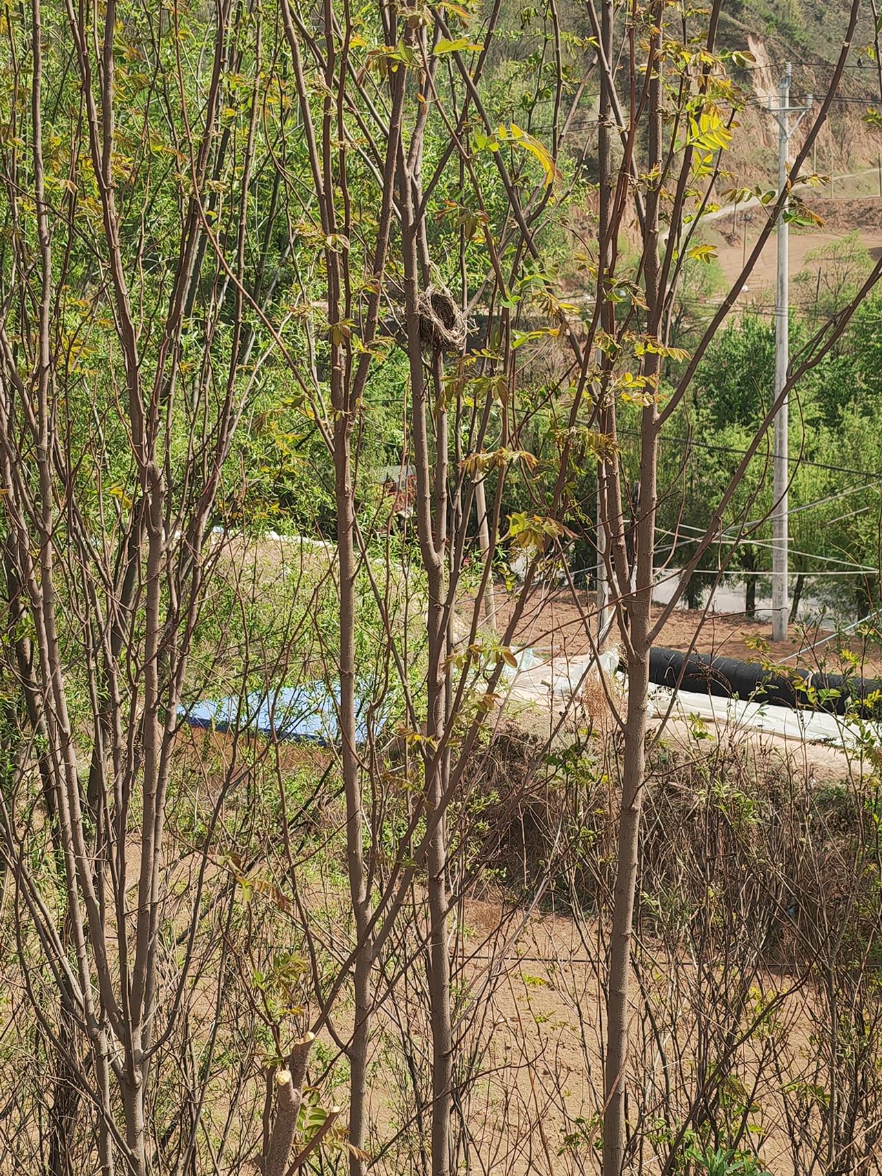 树上的鸟窝朋友邀请，今天去陕北朋友家，朋友家住在农村的半山坡，院子斜
