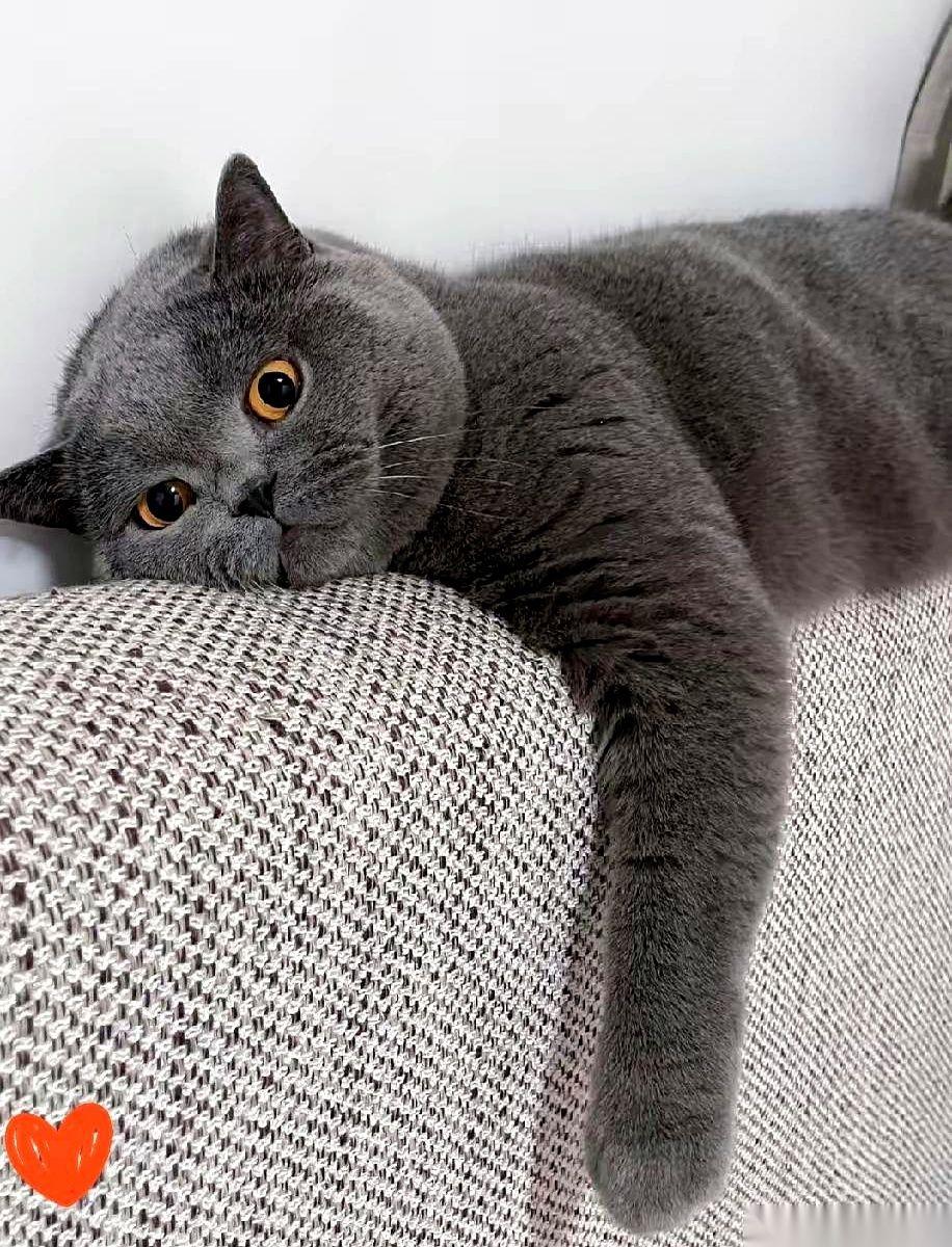 我今天彻底服了，真的，世界观都有点动摇。就刚刚，我眼睁睁看着楼下那只狸花猫，连