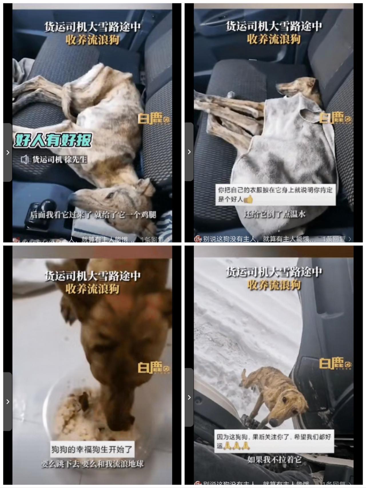 零下20度的锡林郭勒雪地，一只瘦到皮包骨的草狗扒着货车脚踏，那眼神哪里是乞求，简