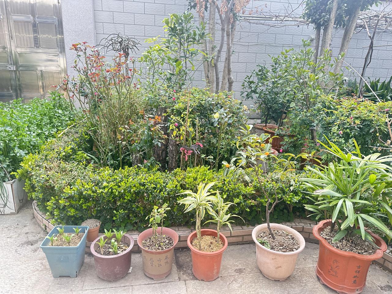 小院绿意盎然，盆栽生机勃勃，静享自然之美。