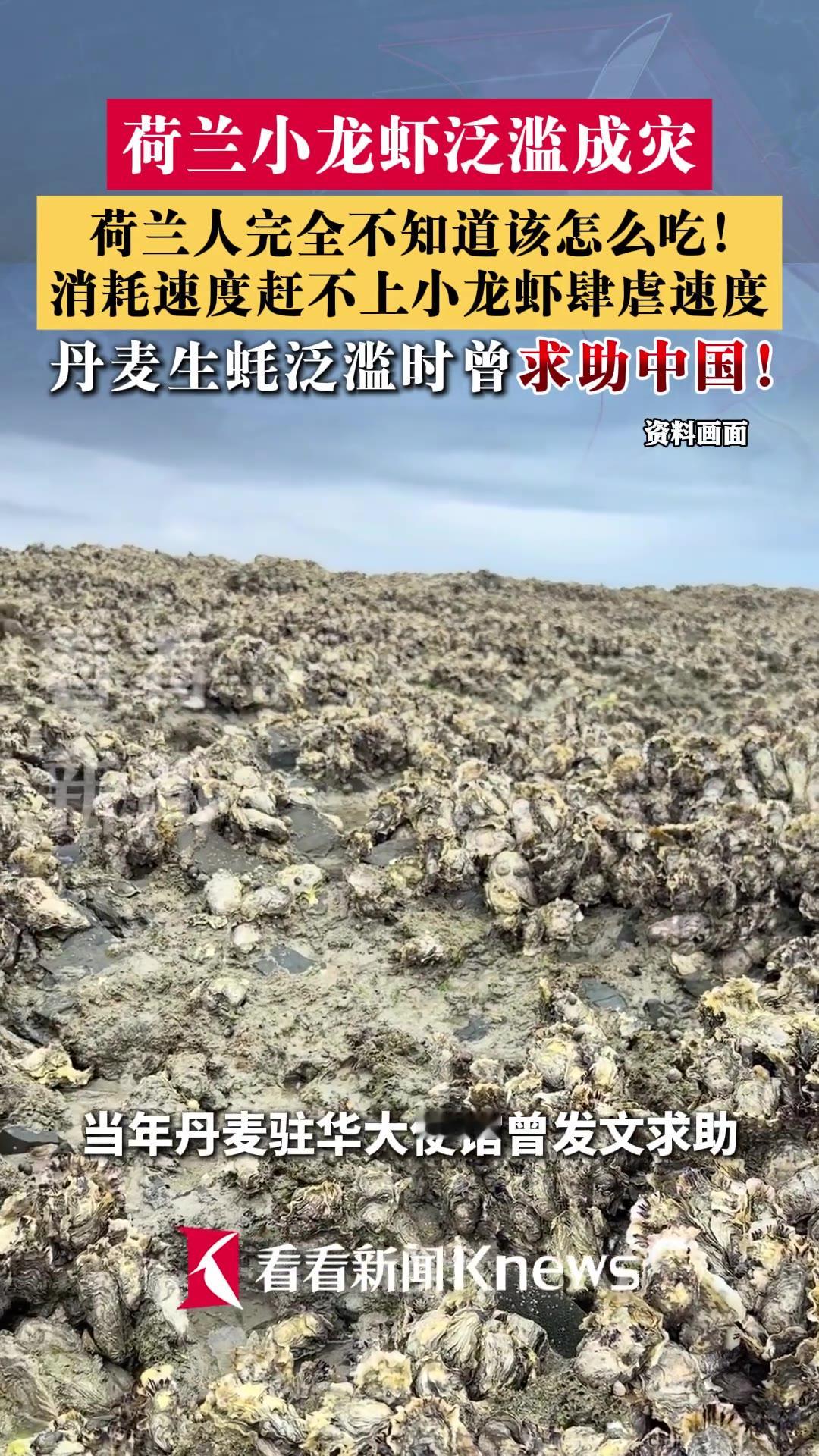 荷兰人这回是真被小龙虾给整不会了——捞得挺卖力，就是没人会吃，逮着一只还认真问：这虾头要不要吸？（信