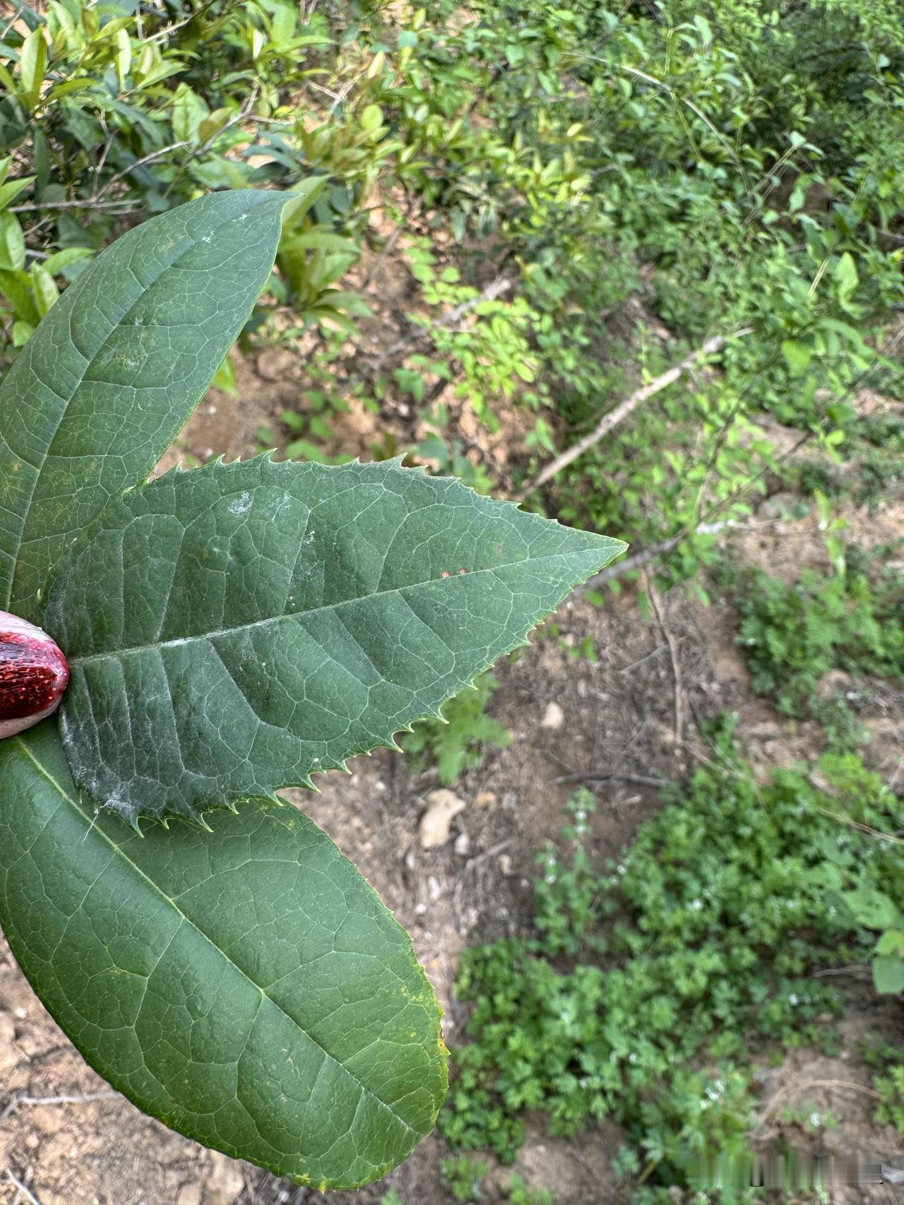 看看这三片叶子。它不是普通的三片叶子，而是三种不同的桂花树的叶子。有汉桂，有金
