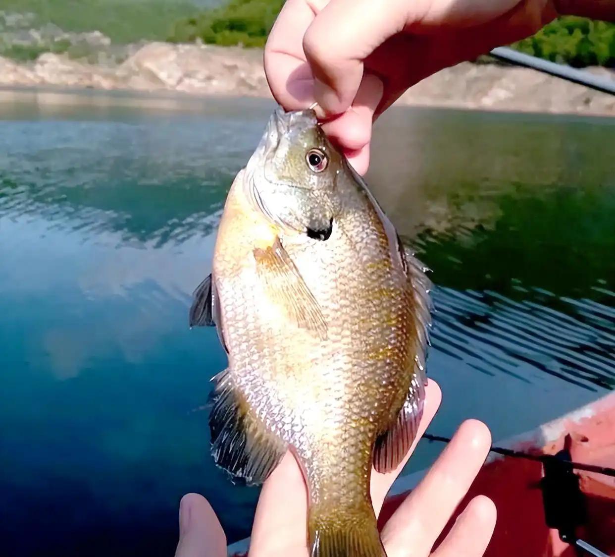 所有人都注意了，遇到这种鱼一定要吃掉或无害化处理，这是一种入侵物种。4月15日