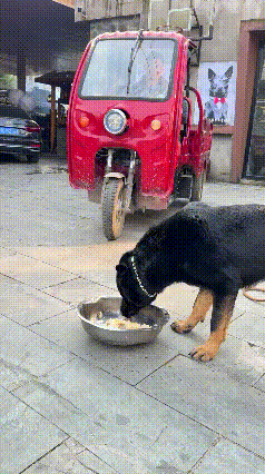 咱这黑背老大哥正搁门口造饭哦，突发状况让人始料未及它正低头啃食盆里的饭食，