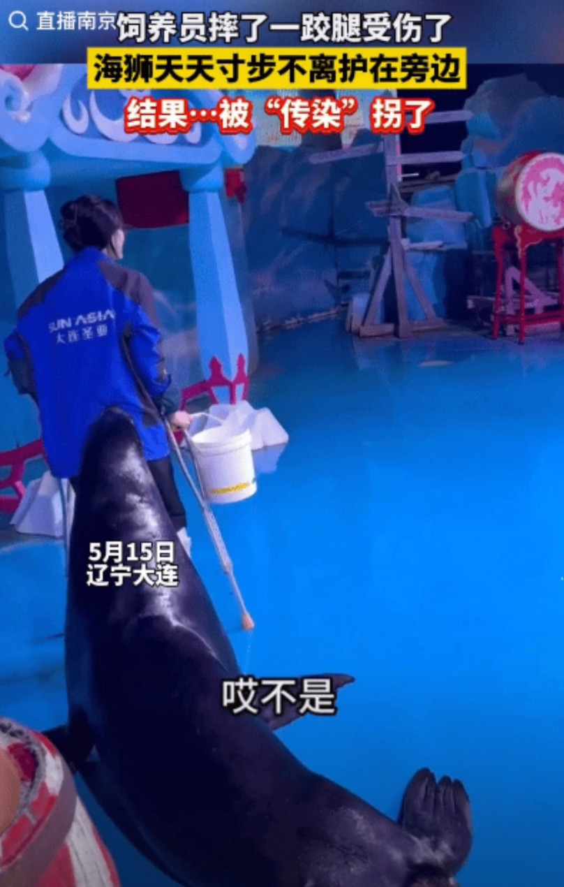 拐了会传染！辽宁大连，女饲养员摔了一跤腿受伤，她放心不下自己负责的海狮，坚持拄拐