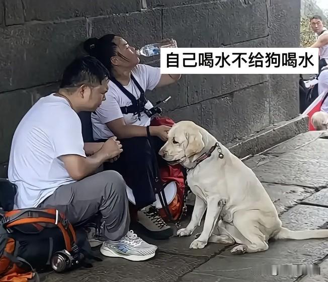 盲人夫妻带导盲犬爬泰山，导致导盲犬被收回，两人犯了3个错误不可原谅，第1个