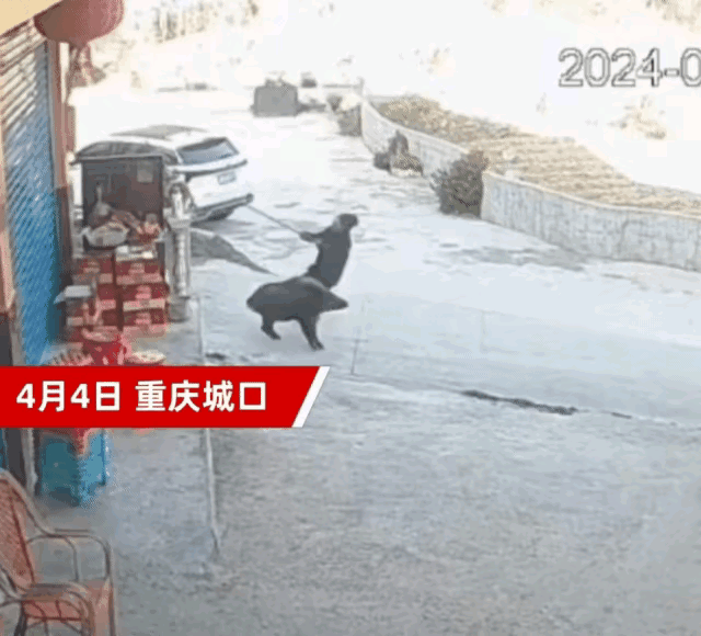 这位村民绝对是高手，救人一命，并一下让野猪也老实了。