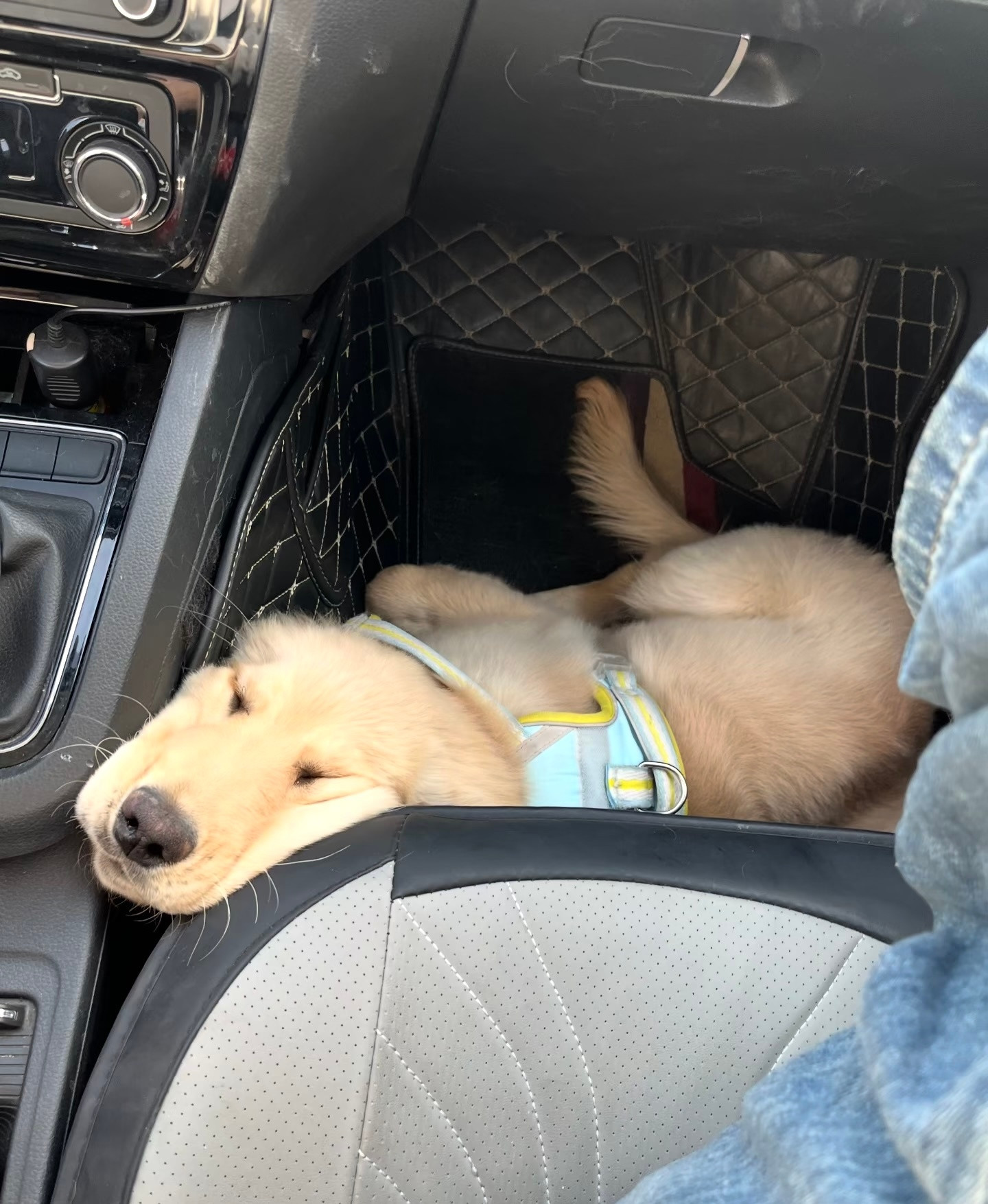 返程路上的小狗