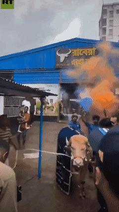 孟加拉那头叫“唐纳德·特朗普”的网红白化水牛不用死了。这头重达700