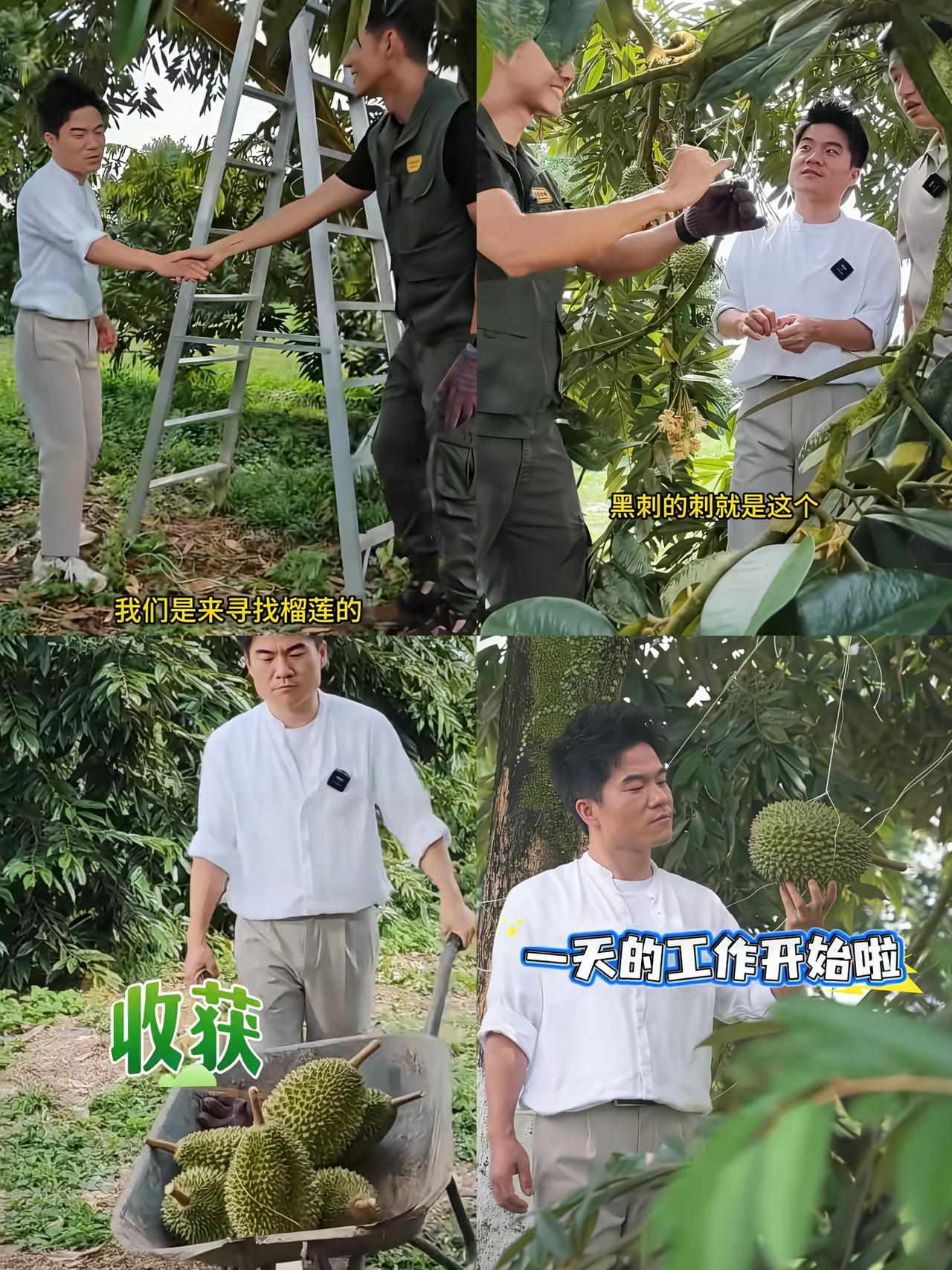 宇辉马来西亚解锁果农新身份，榴莲脑袋直接圆梦了！沉浸式现摘现吃，主打一个新鲜到爆