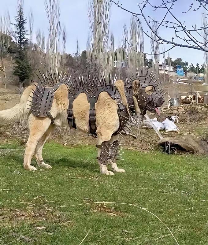 好家伙，武装到牙齿了[狗头]