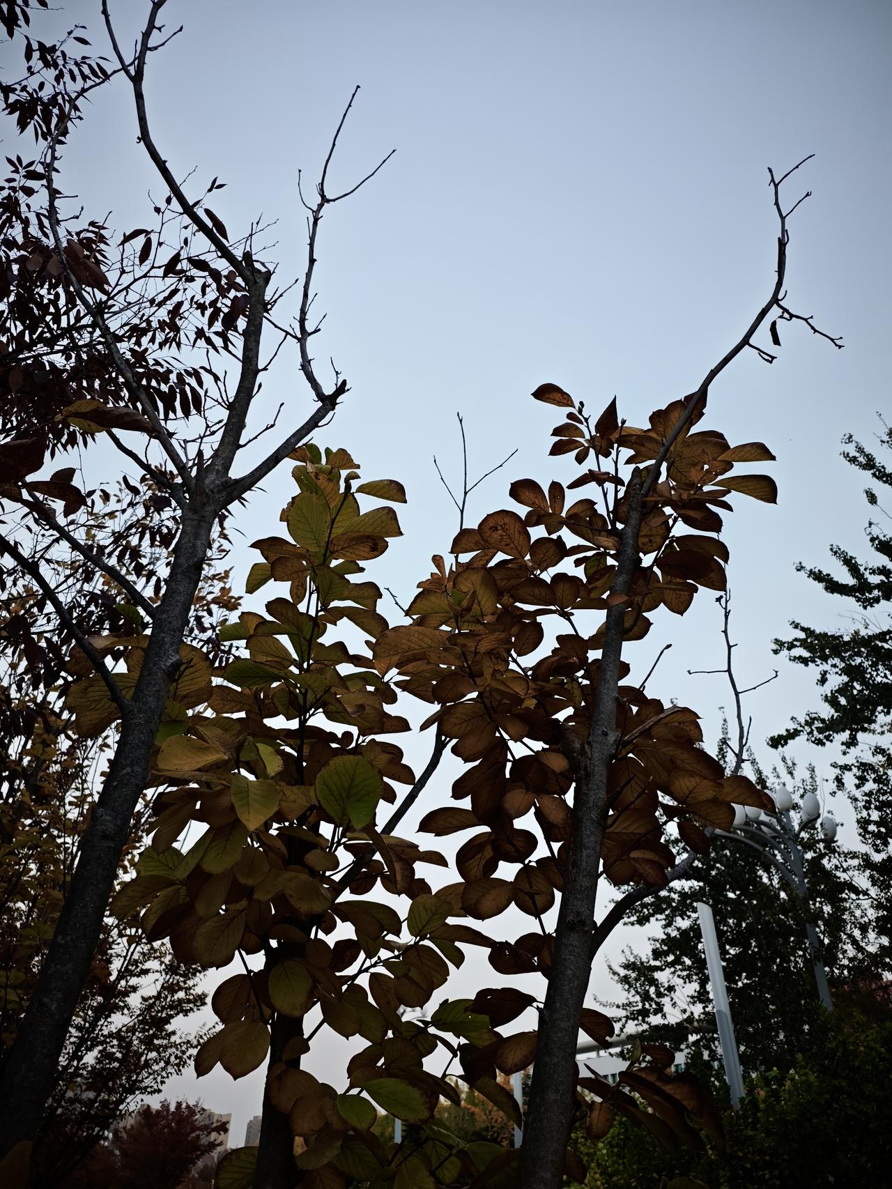 同事的姥姥去世了，90多岁的年纪也算是喜丧了。但是他小舅舅由于悲伤过度，第二天突