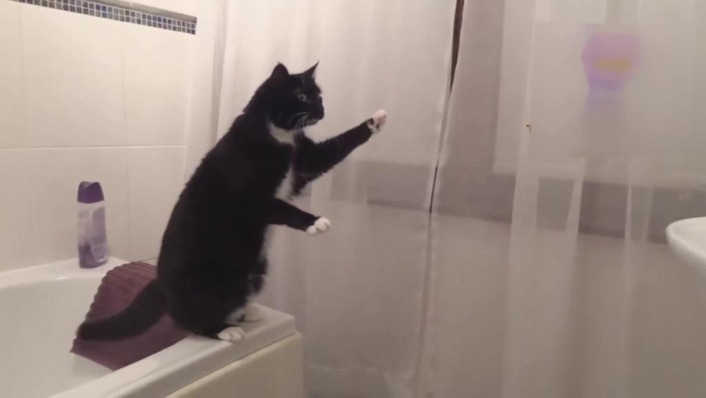 怎么样才可以让猫不打碎镜子 15033130243176933913.jpg?id=0