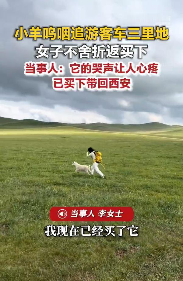 小羊不舍女游客哭着追了3里地，女子心软返回买下了小羊。近日，内蒙古赤峰，李女