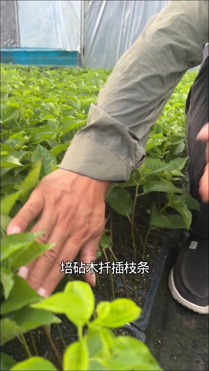 扦插一代脱毒吉塞拉17号砧木苗。大家如果想大面积发展大樱桃品种，又担心组培苗的