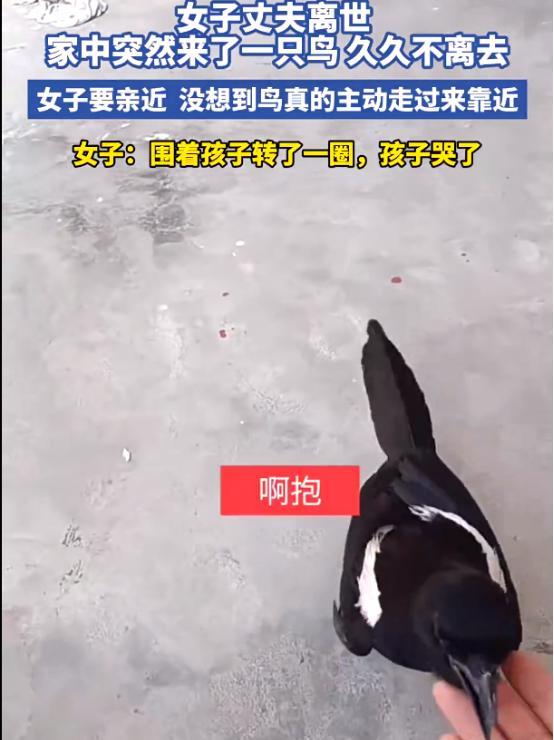 “这下彻底解释不清楚了！”山东，女子丈夫离世，家中突然来了一只鸟，久久不离去！更