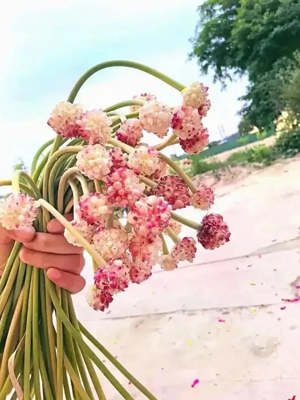 安徽女生遗忘13天的蒜苔开花了，好绝，网友：这比我养的绿萝还好看