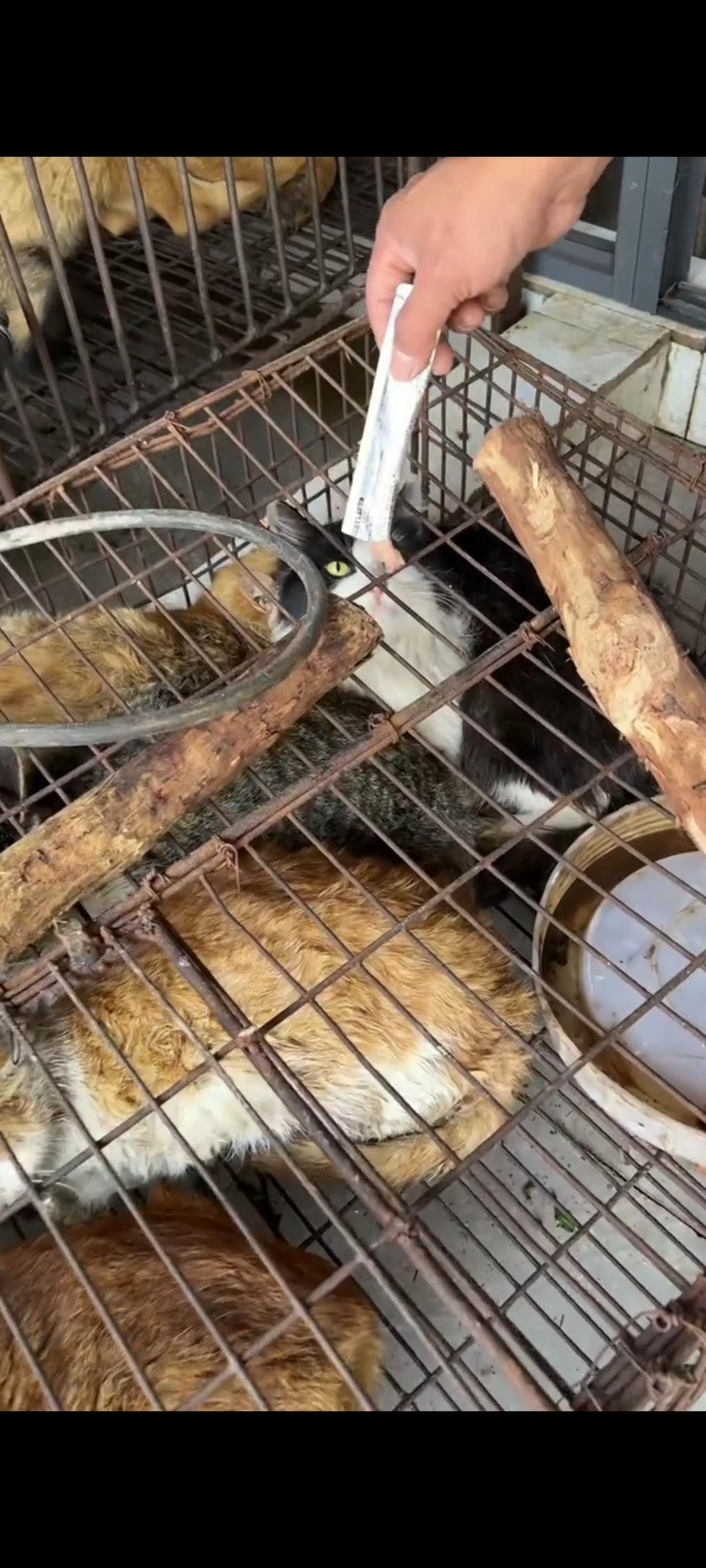 吃完爱心人士送来的猫条，这些被囚禁在铁笼里面的流浪猫咪也即将踏上一条不归之路！