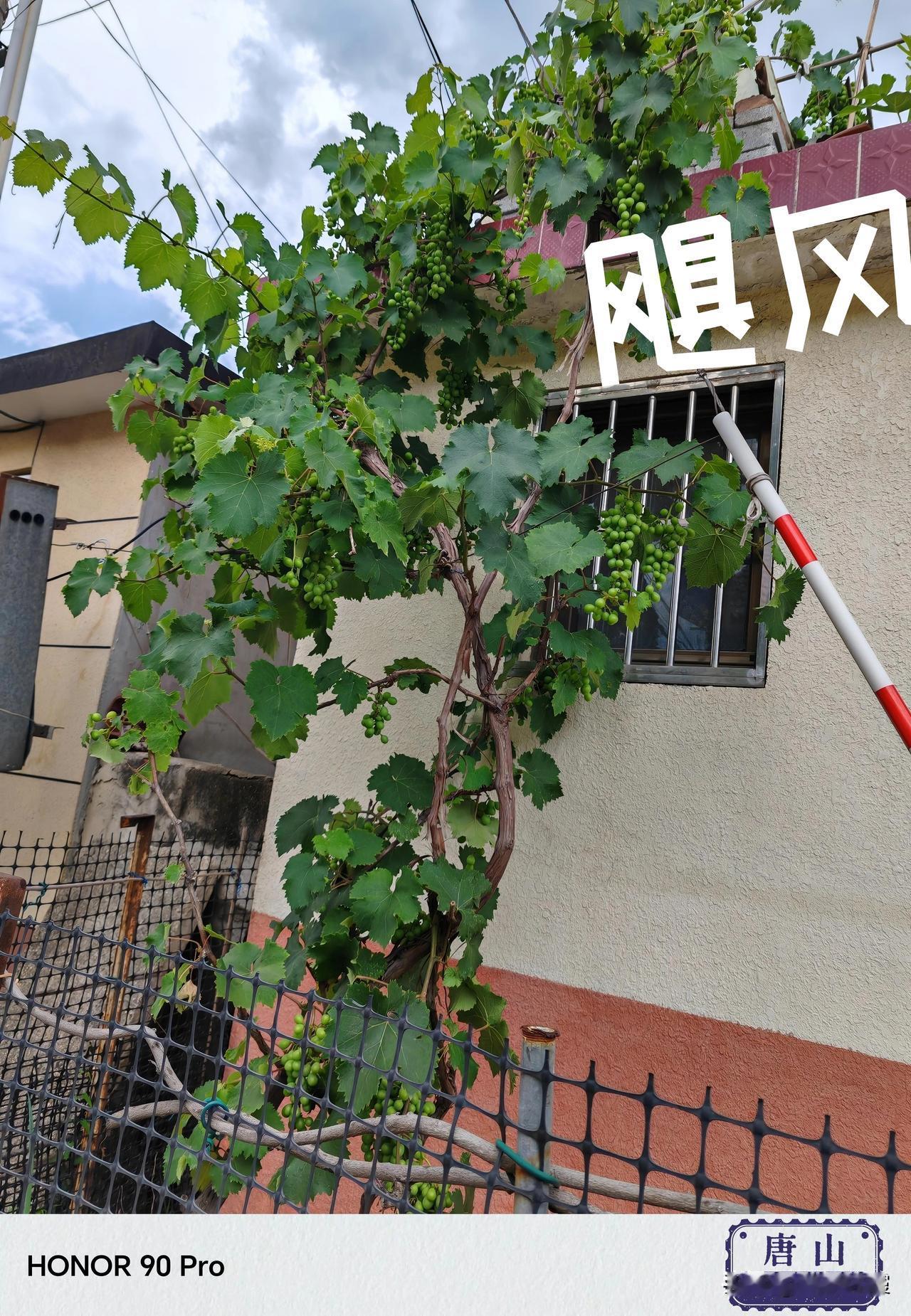 我家门口种着四棵葡萄树，三棵是飓风品种，一棵是玫瑰香。2019年，我从淘宝买了