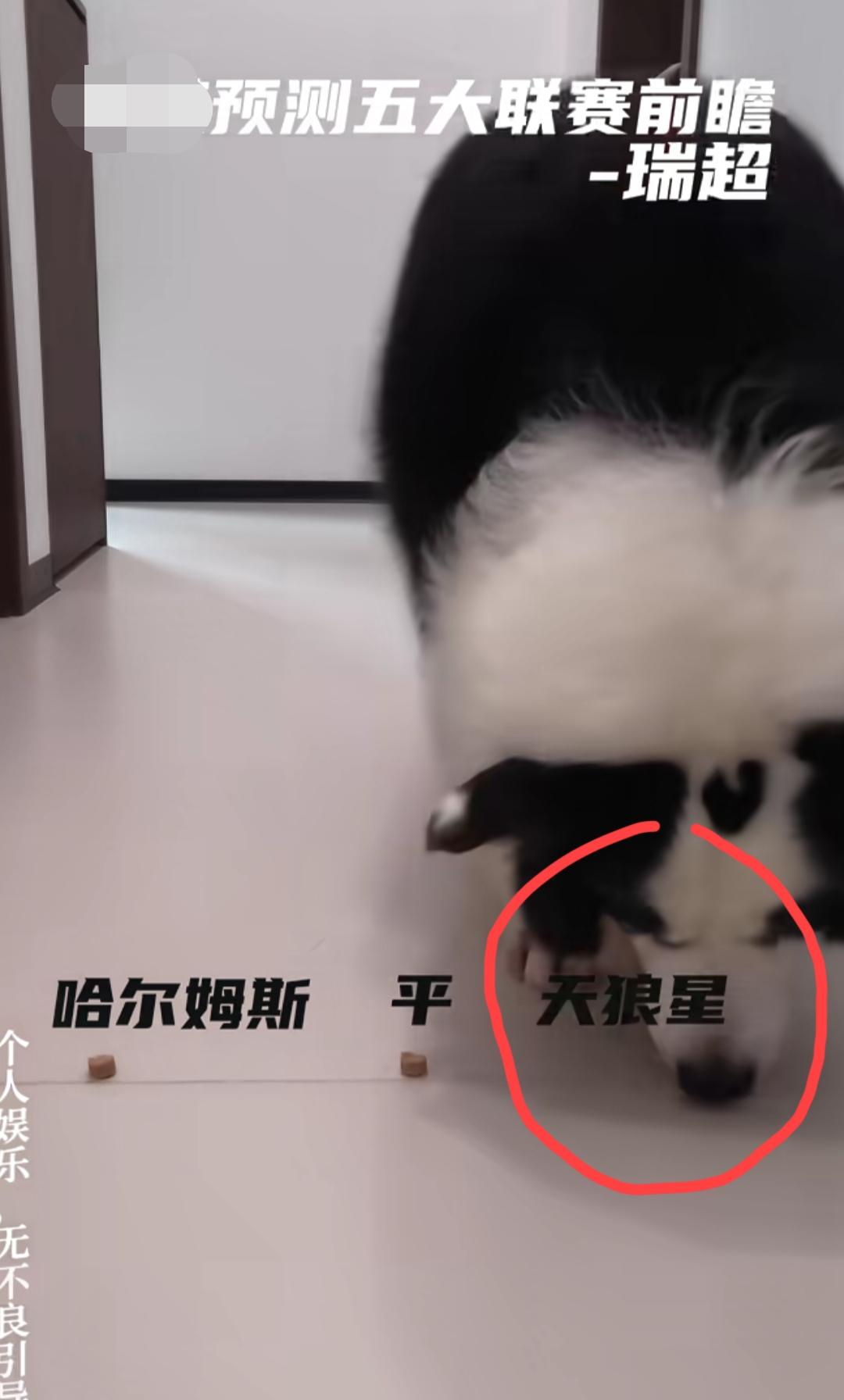 网红“边牧犬”给出的今晚足彩四场比赛的预测结果:001平，002负，003