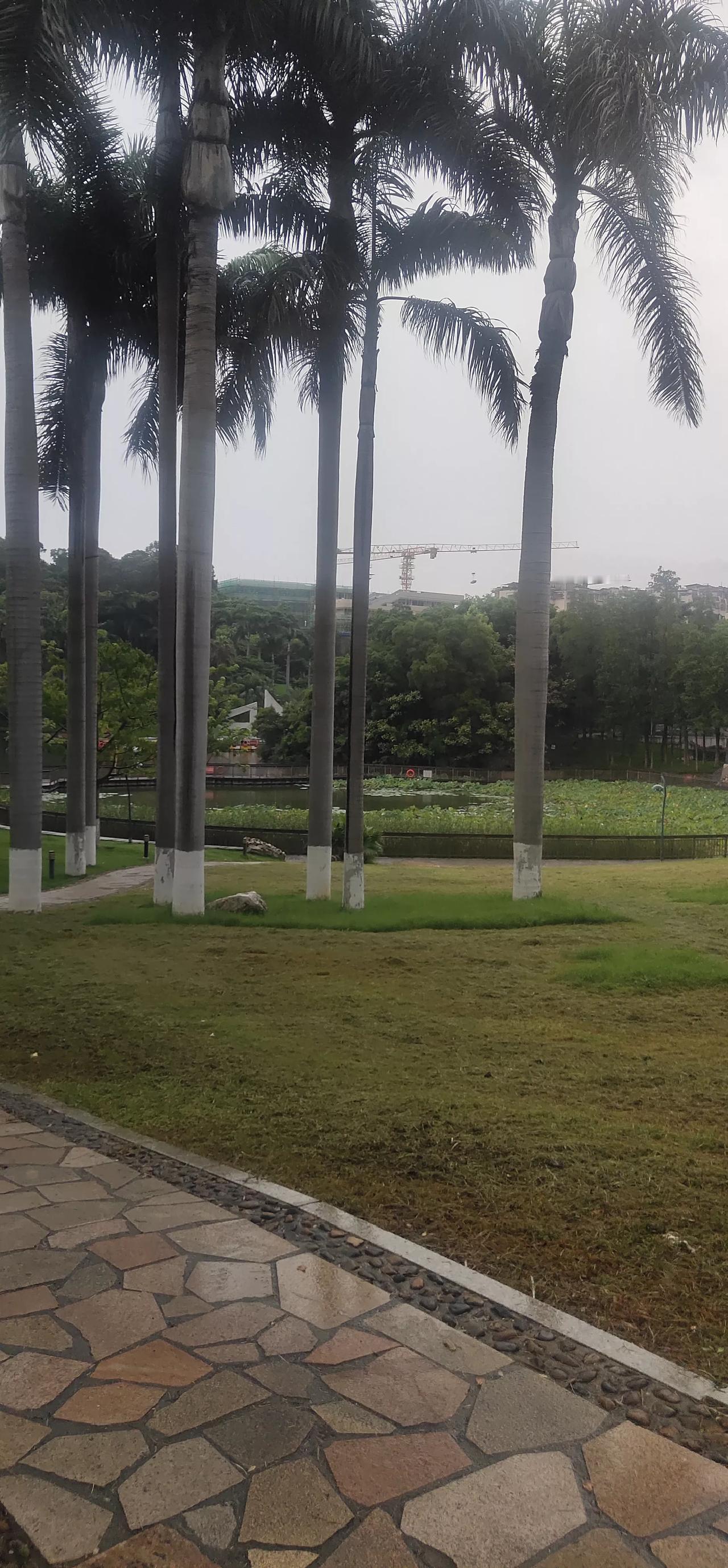 雨后的公园宛如被大自然重新洗刷过的世外桃源，灰尘被一扫而净。下午到公园漫步，健