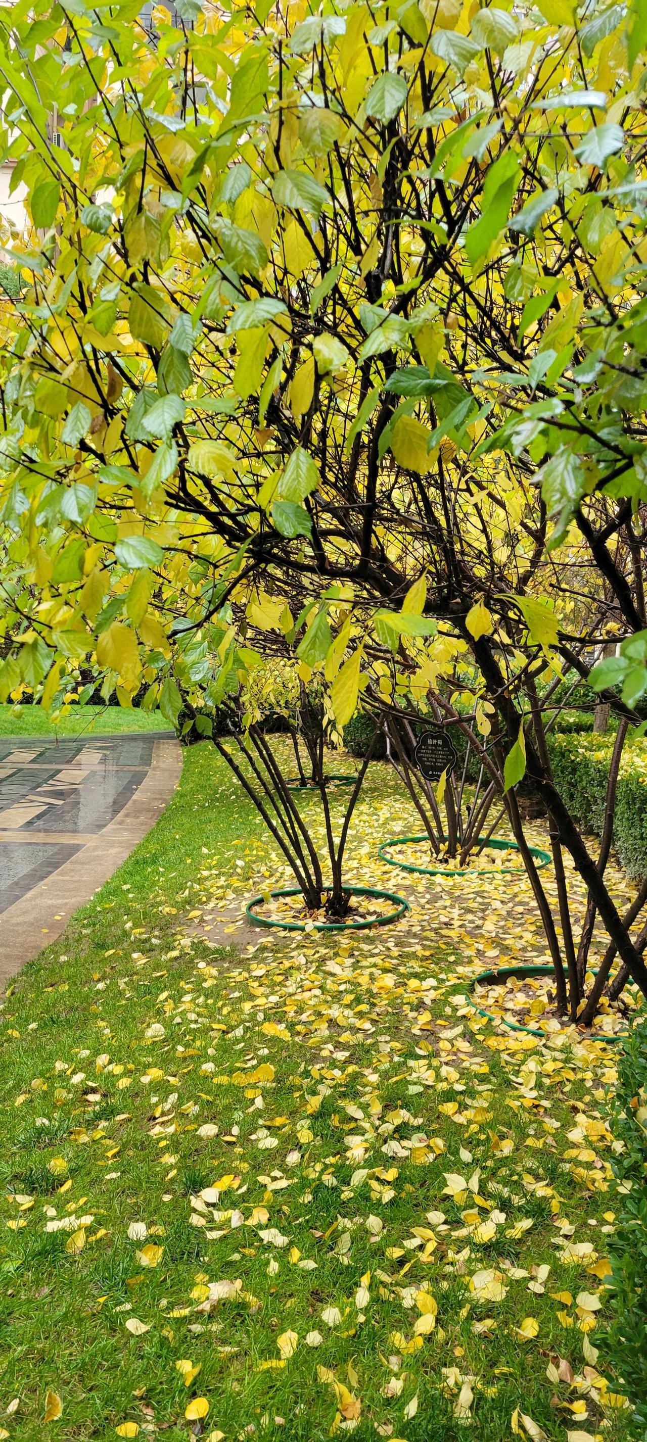 今天早上兰州又下雨了！昨天早上兰州就在下雨，今天早上又下雨了，真是“夜夜西风起