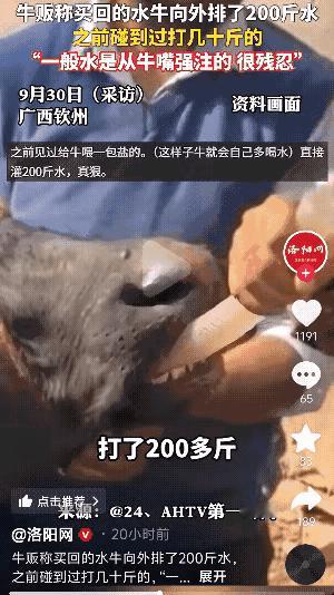 广西钦州那收牛大哥的遭遇，看完真让人倒吸一口凉气！满心欢喜拉回新买的牛，结果