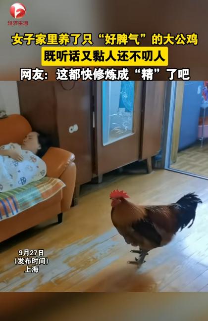 上海，女子从老家买了一只大公鸡，本来要杀了补身体，可孩子非要当宠物养，没想到，这