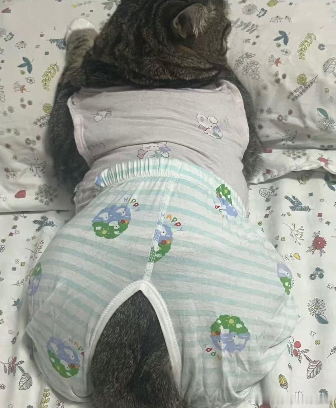 有些猫一看就是奶奶带大的[捂脸哭]我的精神状态凉好暑假冲浪计划​​​