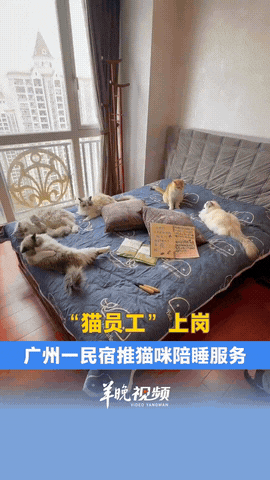 “这就叫躺着赚钱！”广东广州，一民宿老板为了提高营收，一下就养了8只猫，还推出了