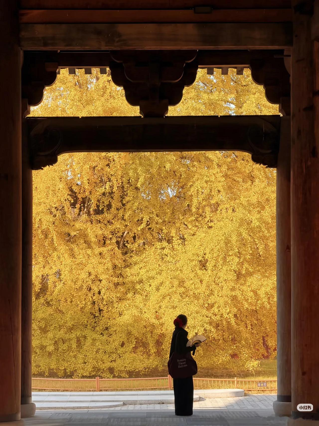濮院，令人震撼的岂止是那棵垂丝银杏…🍂为了欣赏这棵900岁的垂丝银杏，来到