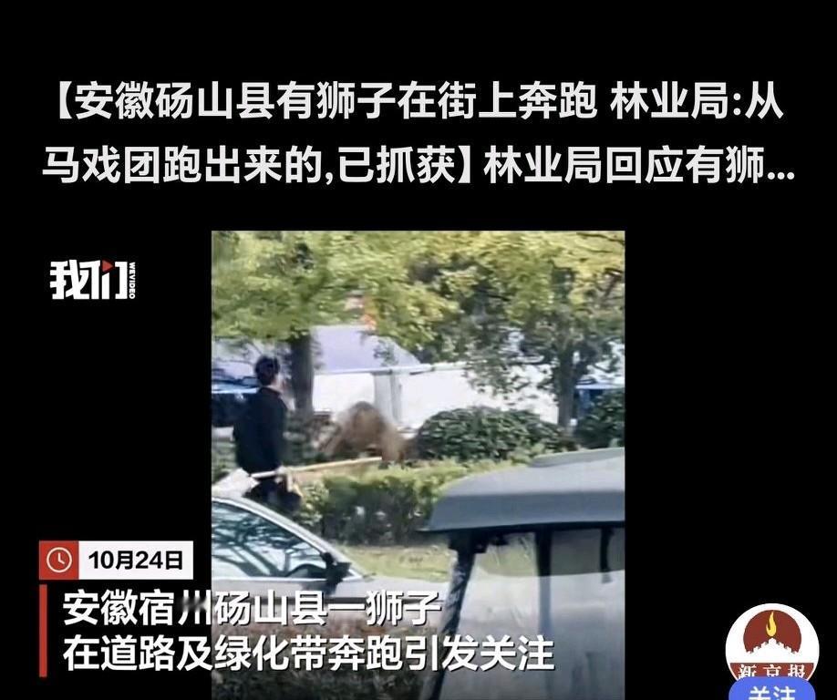 10月24日,安徽砀山县一头狮子在砀郡路街头狂奔。从网友发的视频能看到,几名男子