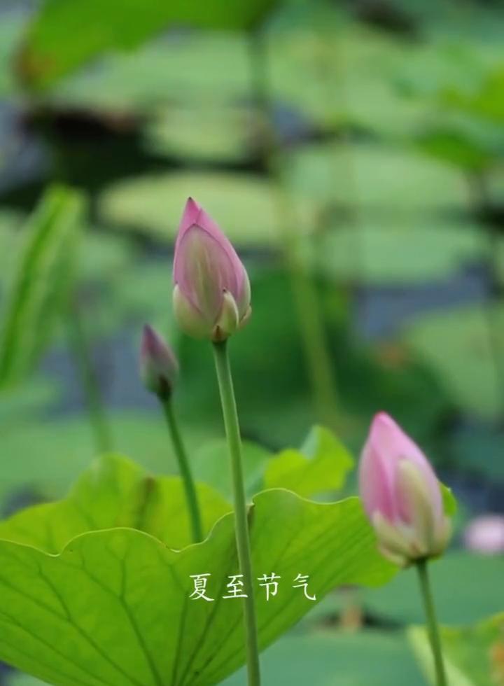 夏至。夏至到了，岁至此时是半生，行至此时是半夏。夏至节气意味着年将过半，夏天亦