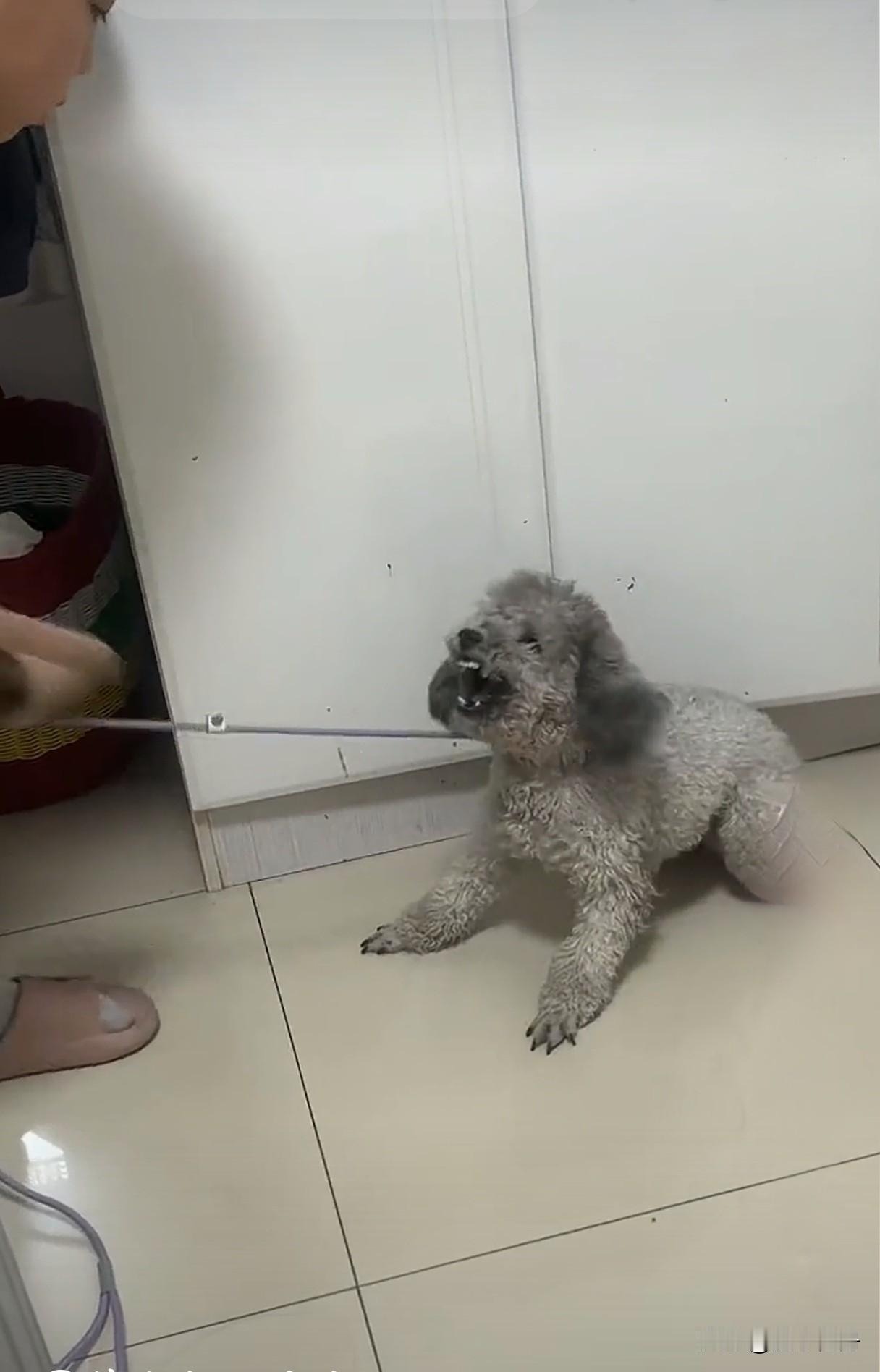 收养的小比熊总是喜欢龇牙嘶吼，被暴揍一顿还是不改，打算把它重新送出去流浪了。之