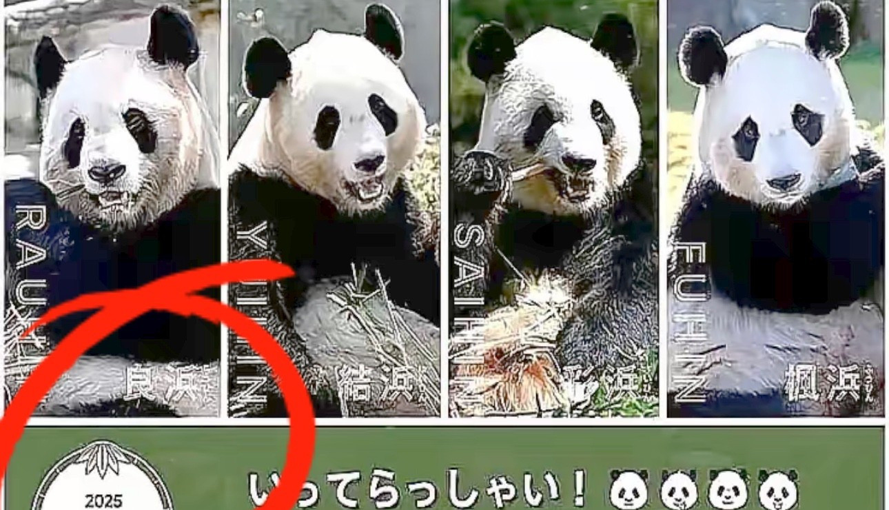 日本要把大熊猫送回中国了这简直是个晴天霹雳！日本突然宣布
