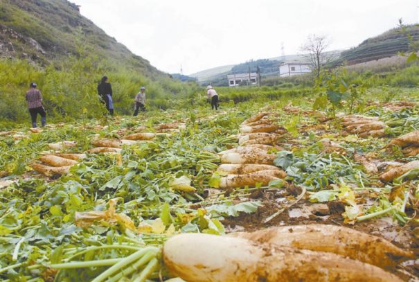 农业大镇的"蔬菜经"--威宁自治县小海镇蔬菜产业发展侧记图片