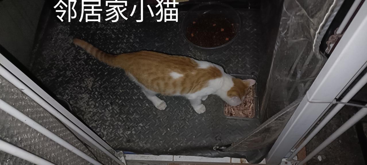 邻居家的小橘白猫不敢跟着我去垃圾站干饭，我只能单独给它开小灶。小白猫后脖颈的