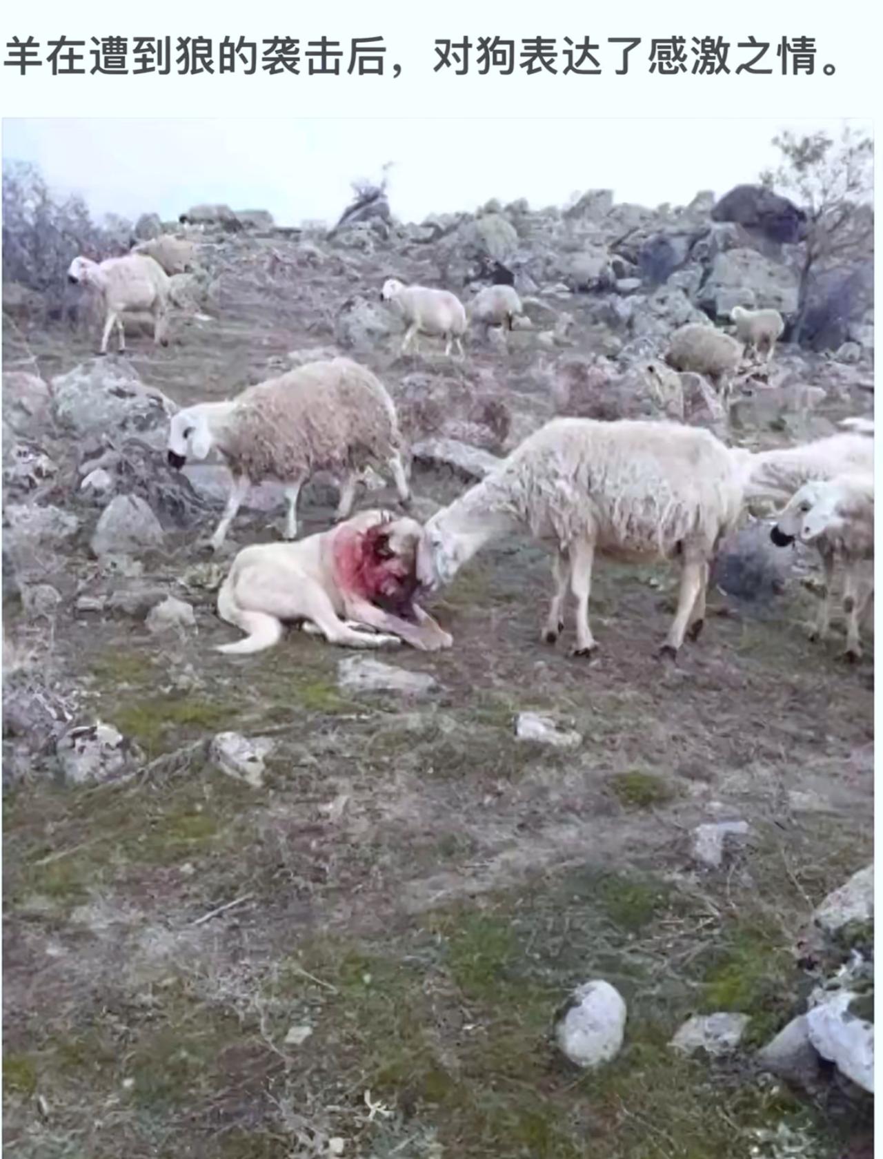 一只牧羊犬为主人牧羊七八年，每天早晨把羊群赶上山，傍晚再赶回家，从来没有丢过一只
