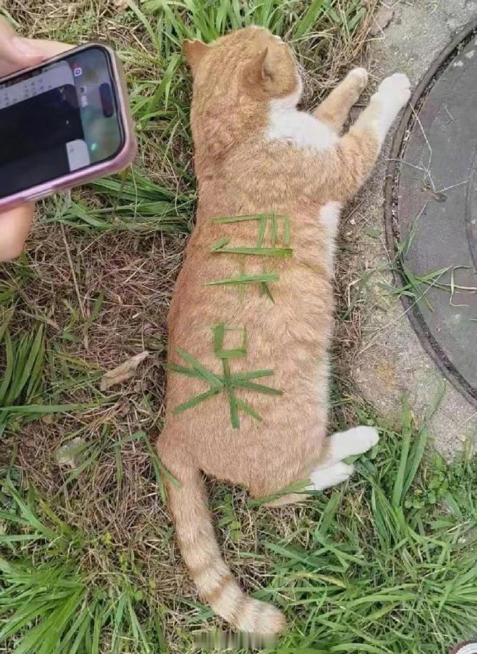 如果萌是一种罪，那咪岂不是罪恶滔天🙀
