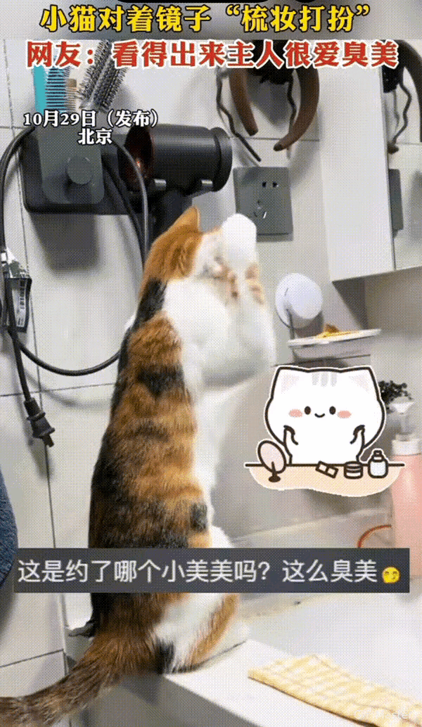 万物皆有灵性!北京，猫咪学着主人的样子在家对着镜子“梳妆打扮”，天生犟种的它捋不