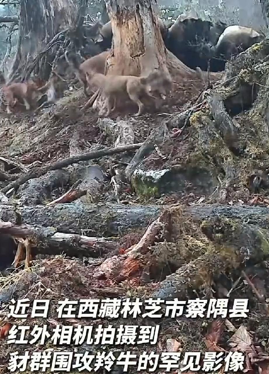 豺，大家只是耳闻，很少有人目睹它的尊容。这家伙可了不得了，狡诈又凶狠。在猛兽的排