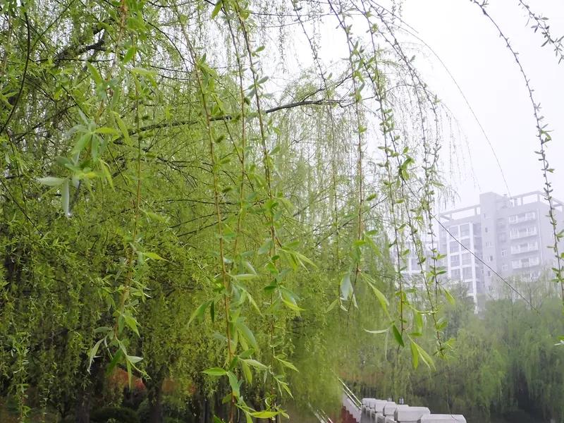 杨柳枝词唐.白居易一树春风千万枝，嫩于金色软于丝。永丰西角荒原里，今日